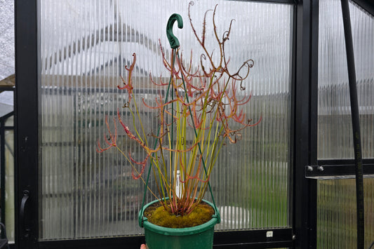 Drosera binata var. multifida - Giant Forked Sundew