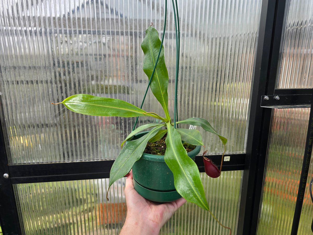 Nepenthes (mirabilis var. globosa x ampullaria 'Black Miracle') x (boschiana x 'Gothica') - Lowland Tropical Pitcher Plant