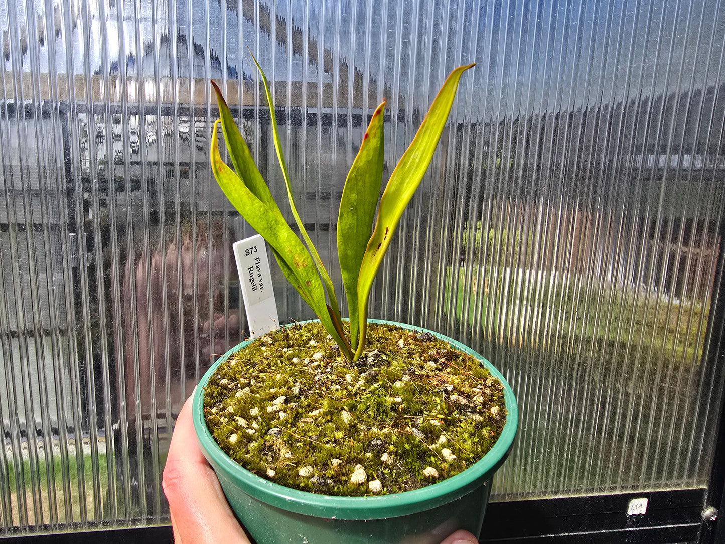 Sarracenia flava var. rugelii - American Pitcher Plant
