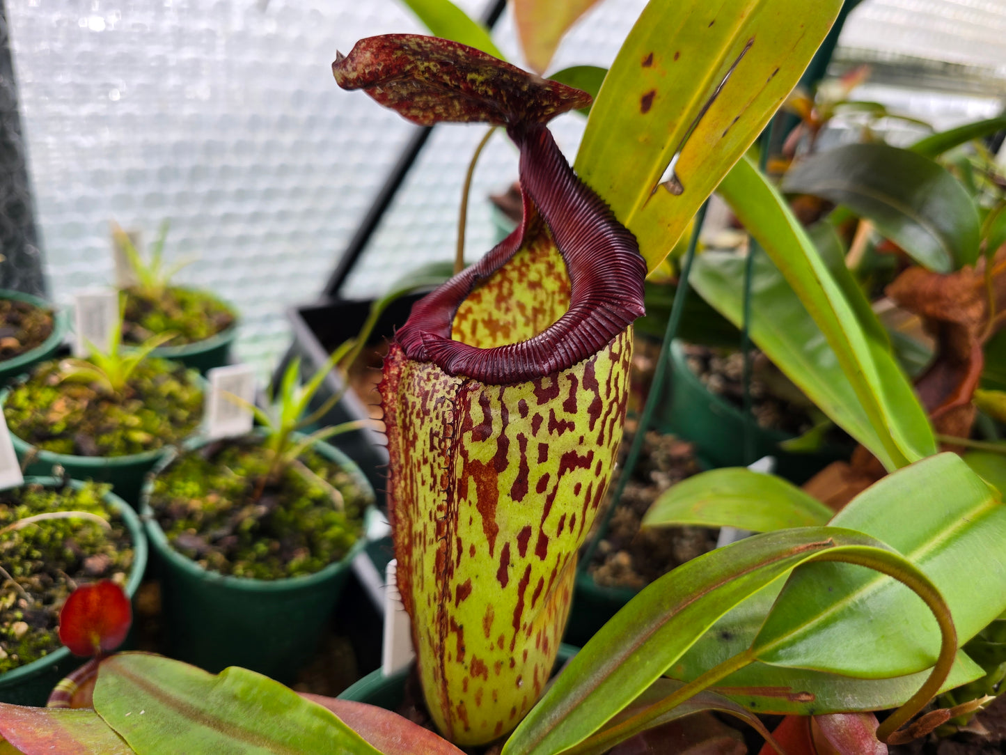 Nepenthes 'Gothica' (Male) - Intermediate Tropical Pitcher Plant