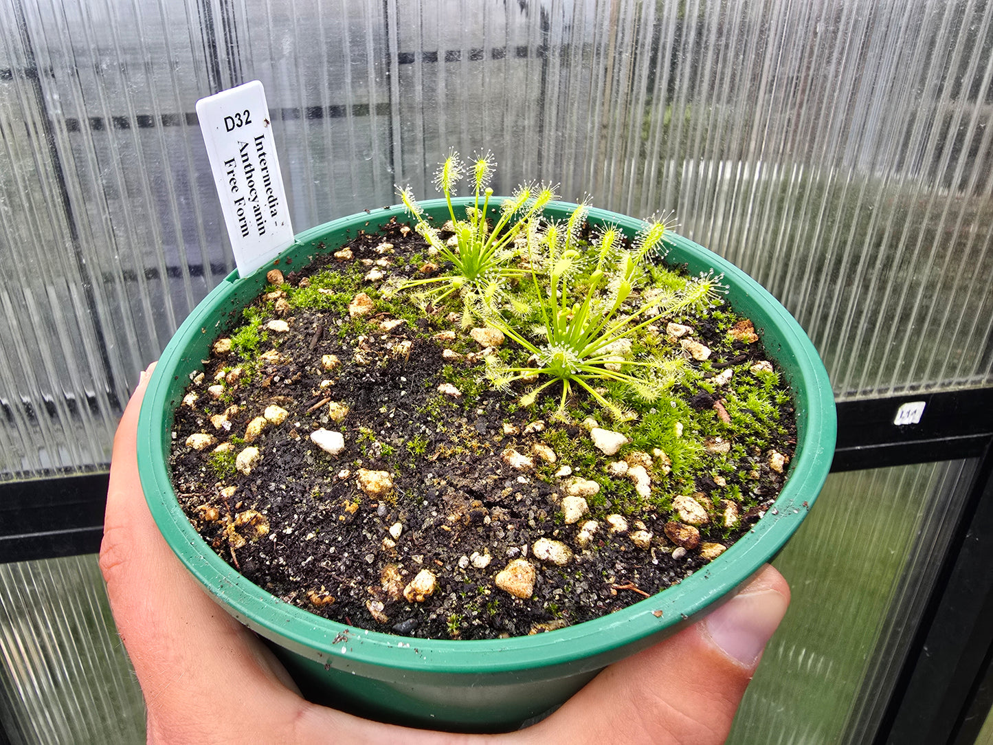 Drosera intermedia - Anthocyanin Free Form - The Oblong-leaved Sundew