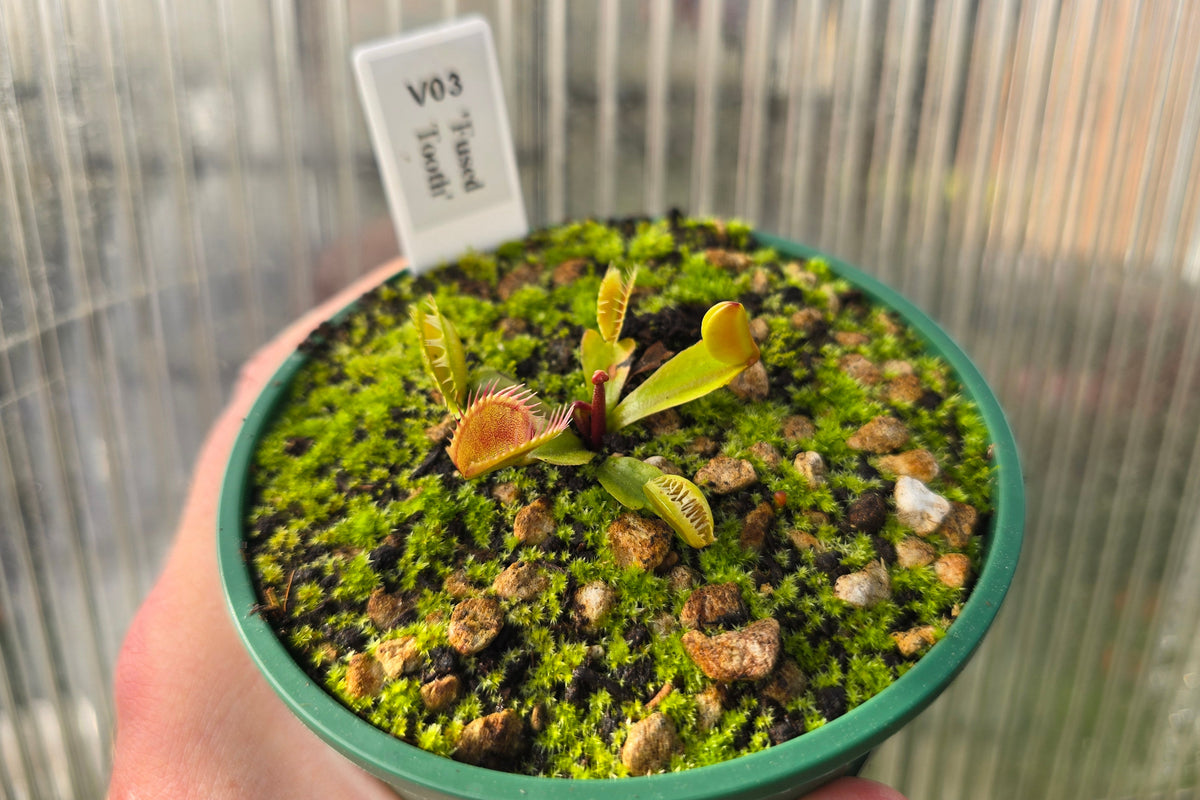 Dionaea muscipula 'Fused Tooth' - Venus Fly Trap