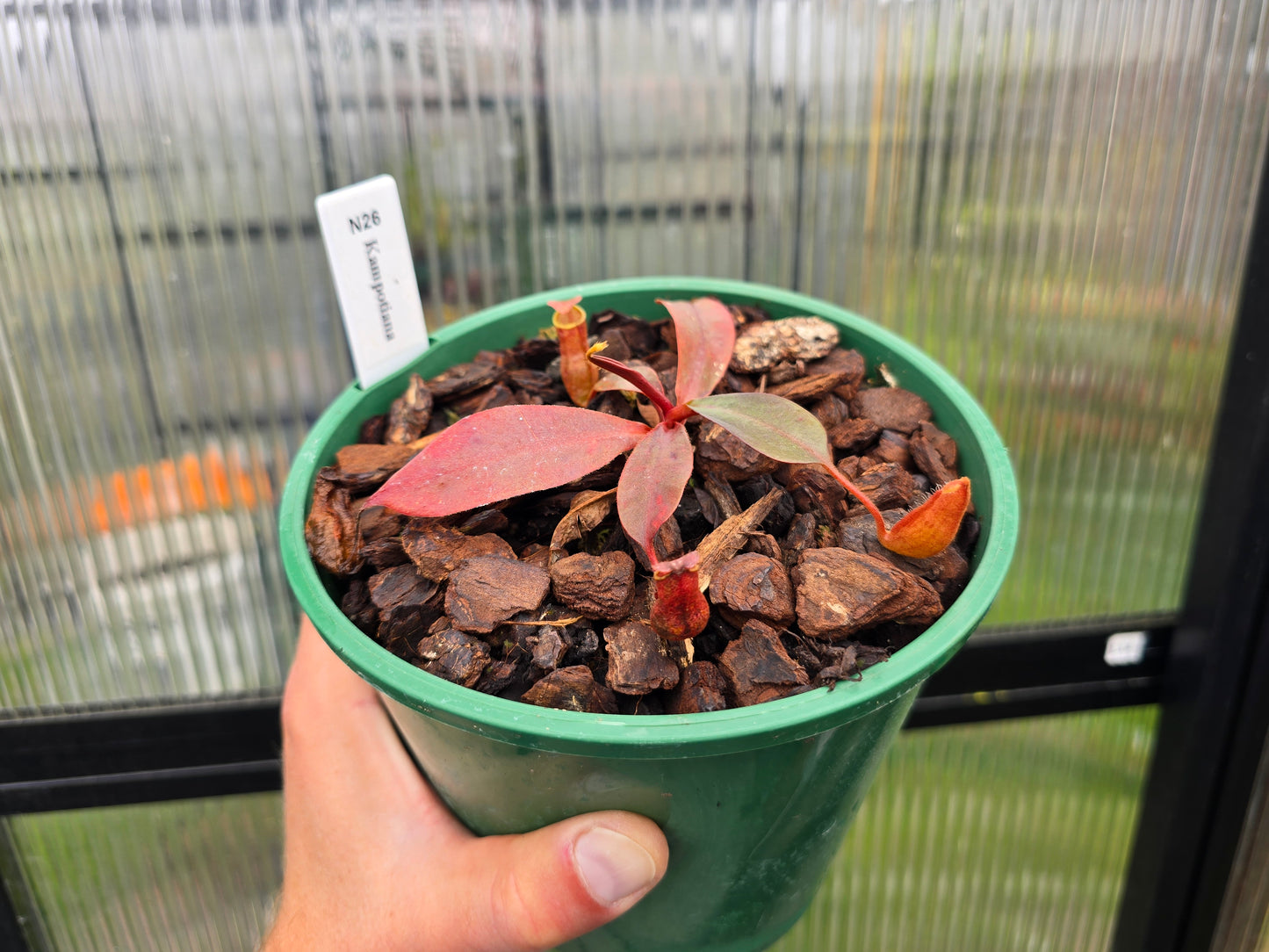 Nepenthes kampotiana - Lowland Tropical Pitcher Plant