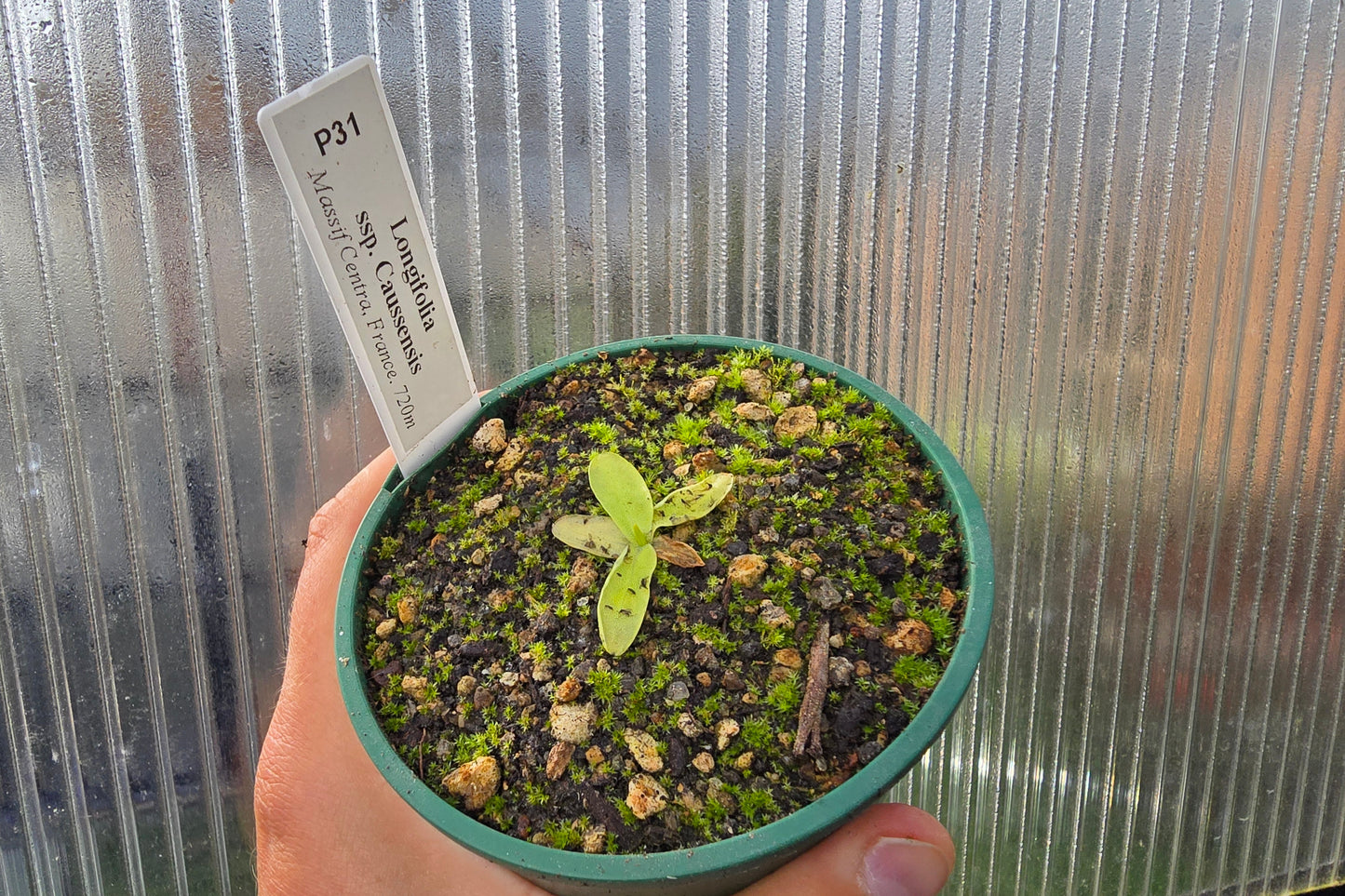 Pinguicula longifolia ssp. caussensis (Massif Centra, France) - Cold Temperate Long-Leafed Butterwort