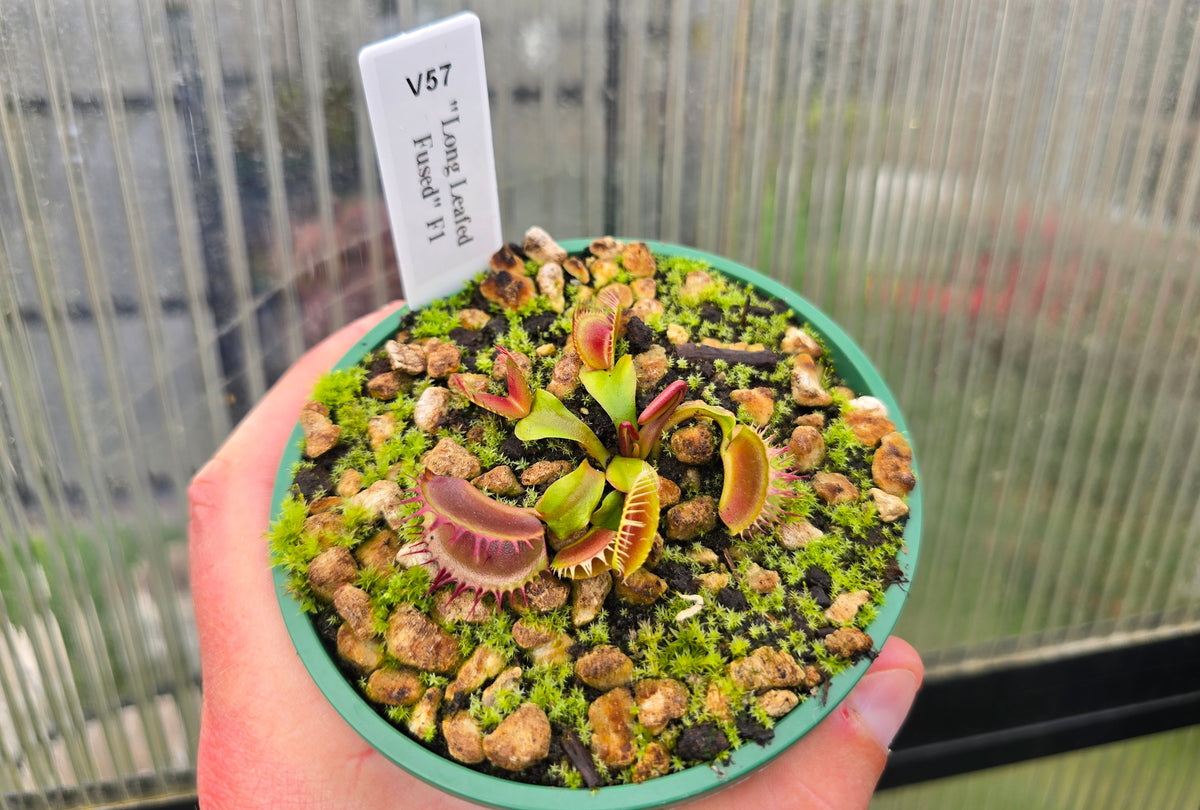 Dionaea muscipula "Long Leafed Fused" F1 - Venus Fly Trap