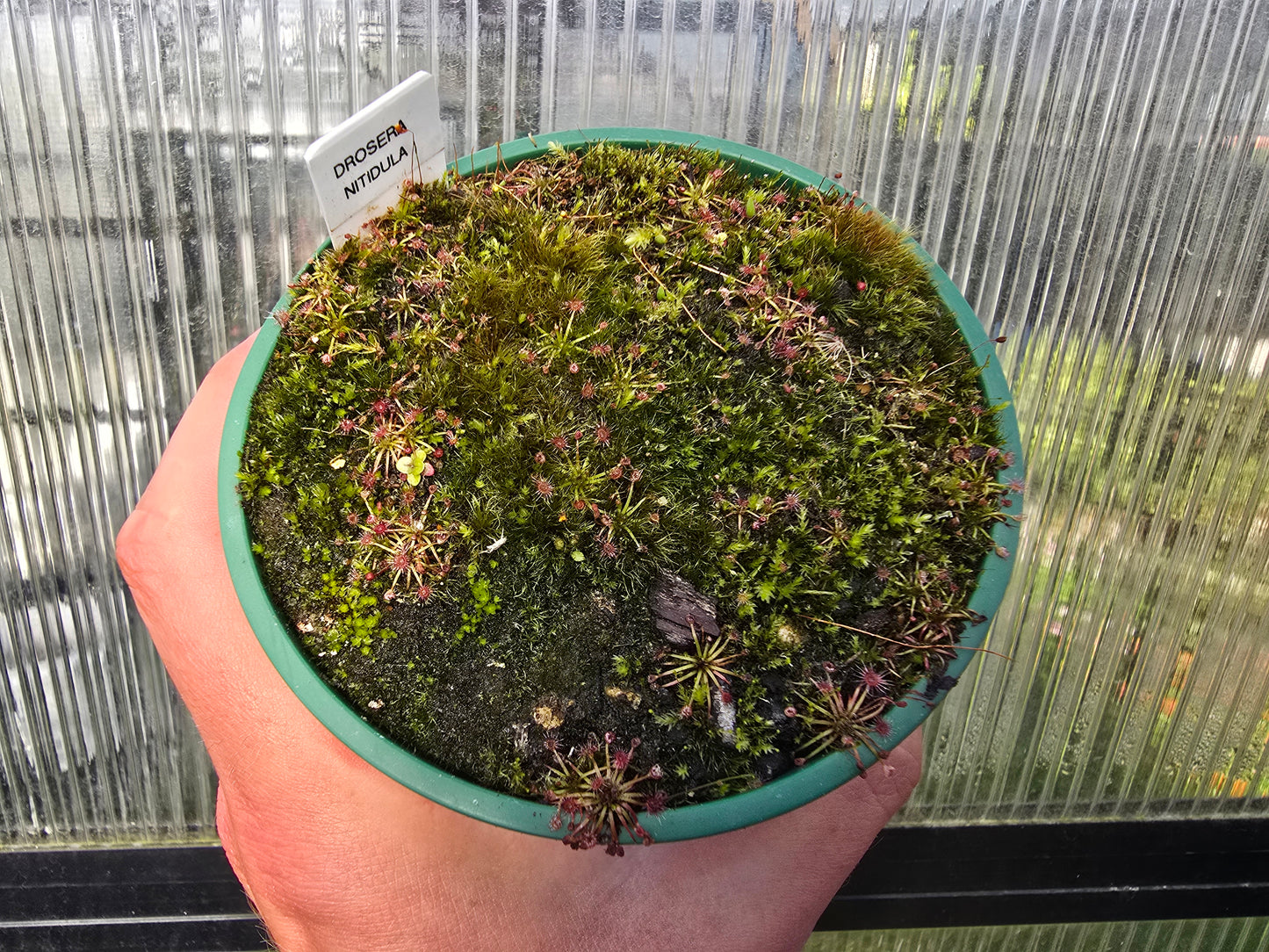 Drosera nitidula - Pygmy Shining Sundew
