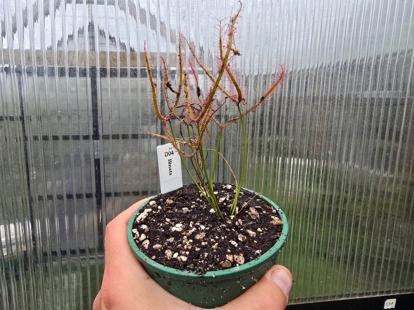 Drosera binata - Forked Sundew