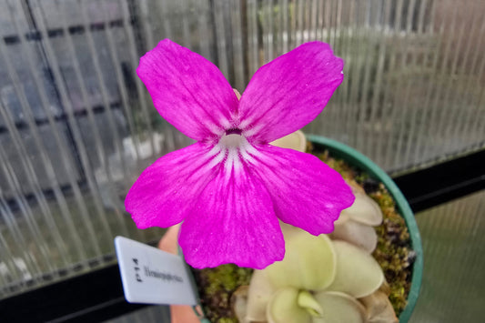 Pinguicula hemiepiphytica - Mexican Butterwort