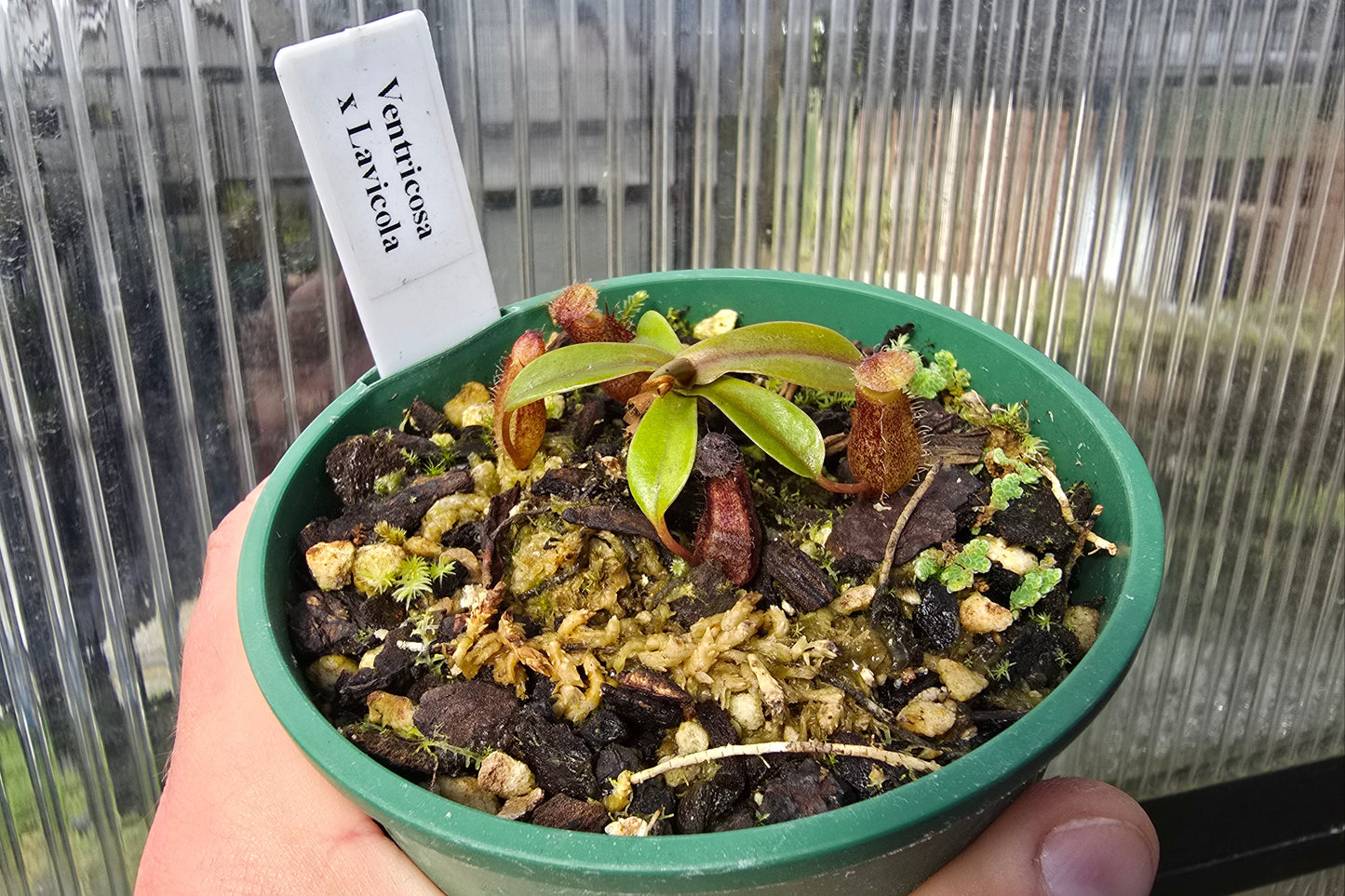 Nepenthes ventricosa x lavicola - Highland Tropical Pitcher Plant