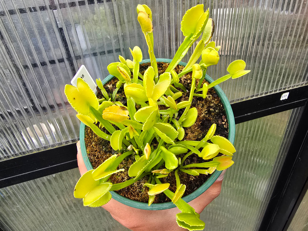 Dionaea muscipula 'Pomelo' - Venus Fly Trap