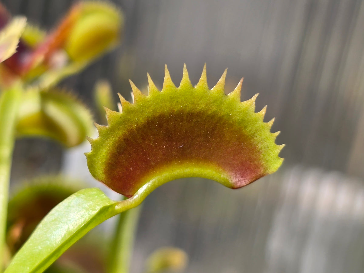 Dionaea muscipula 'Shark Mirror' - Venus Fly Trap