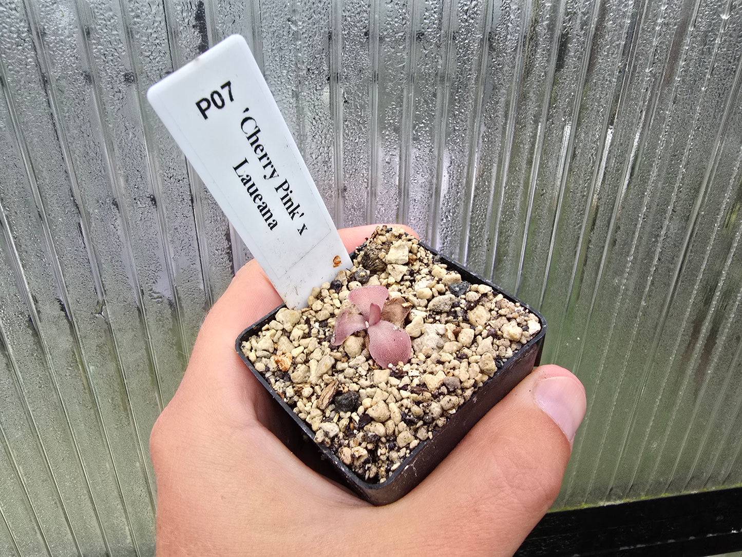 Pinguicula 'Cherry Pink' x laueana - Mexican Butterwort
