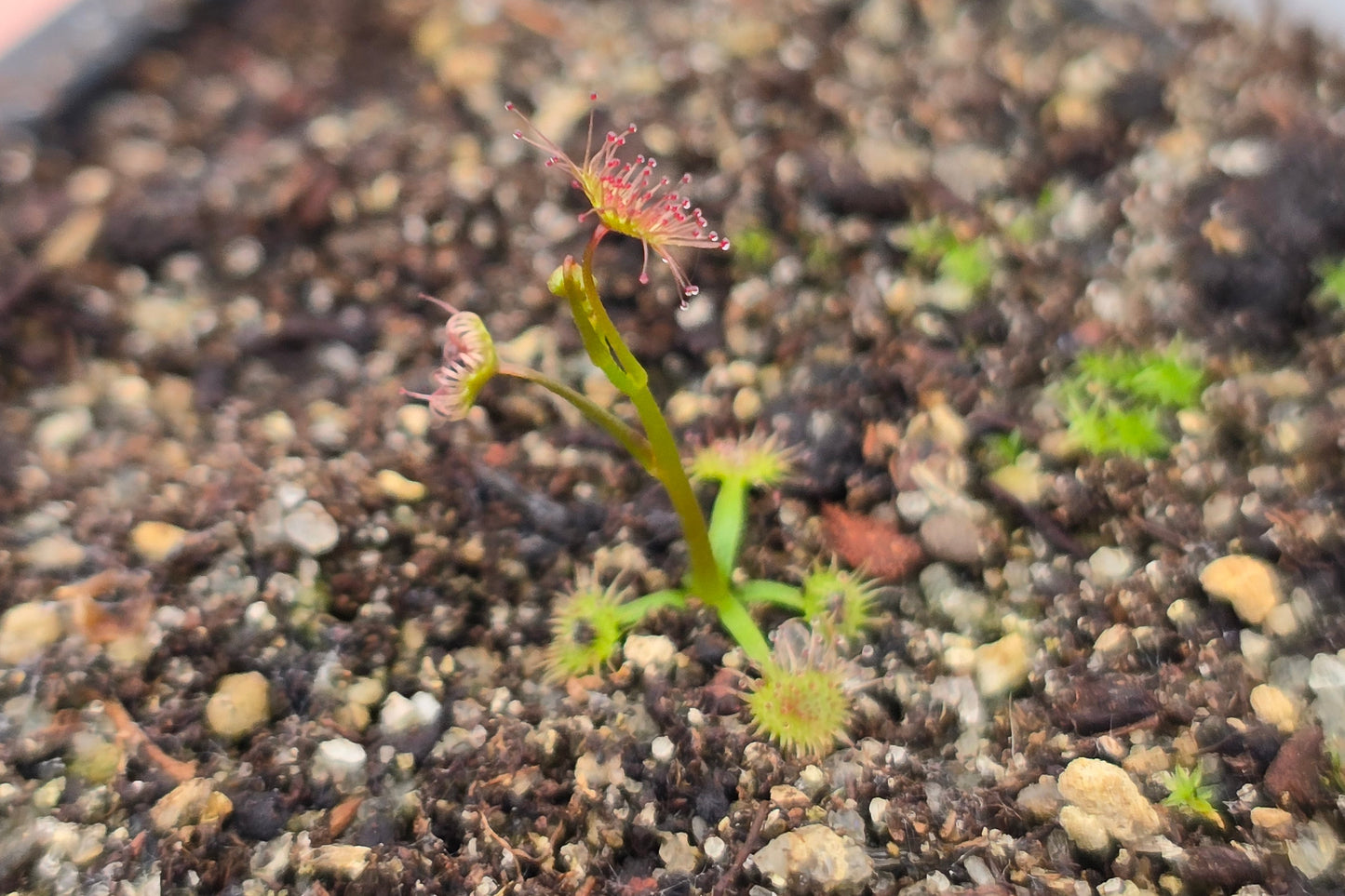 Drosera auriculata (Karikari Peninsula, Northland, NZ) - Tuberous Sundew