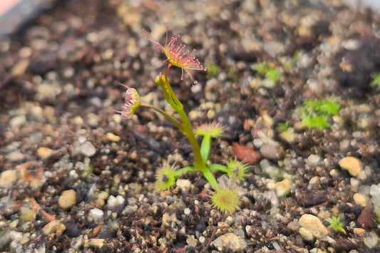 Drosera auriculata (Karikari Peninsula, Northland, NZ) - Tuberous Sundew