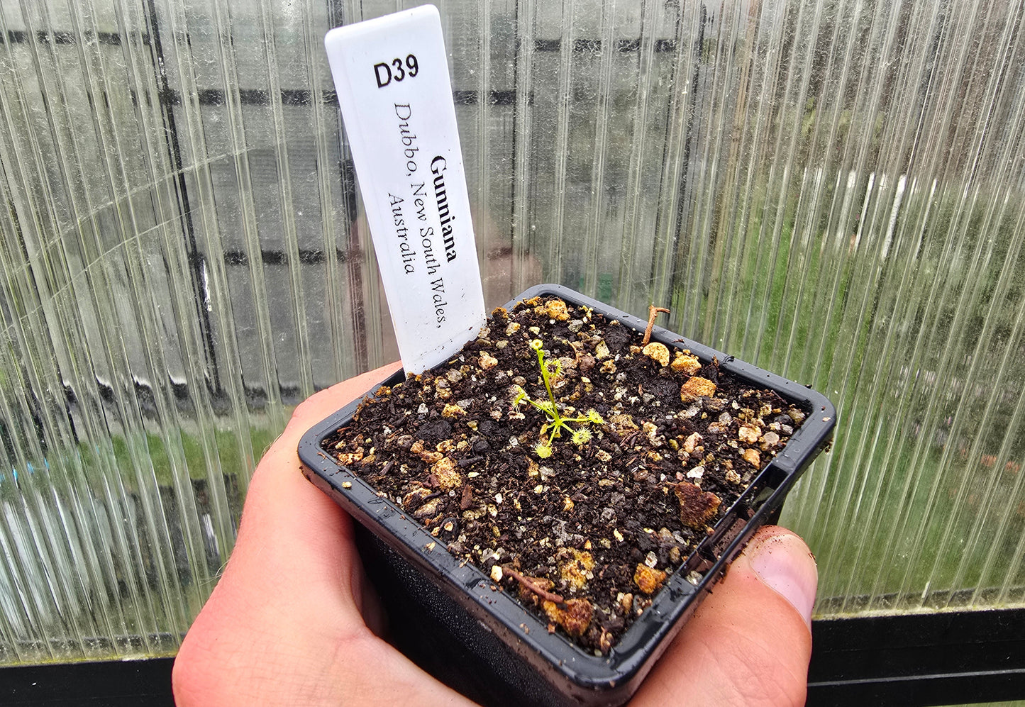 Drosera gunniana (Dubbo, New South Wales, Australia) - Tuberous Sundew