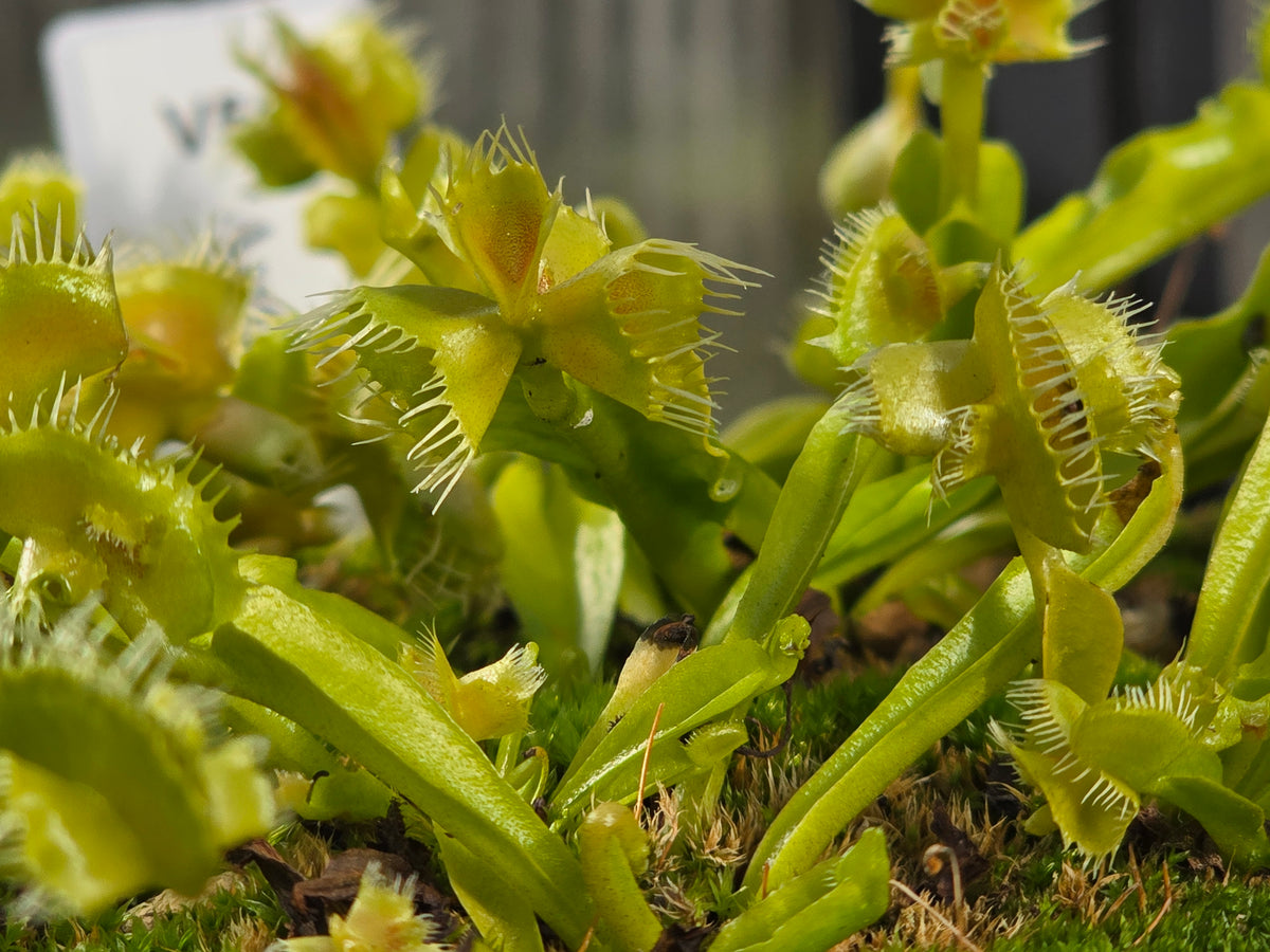 Dionaea muscipula 'Autokrator' - Venus Fly Trap