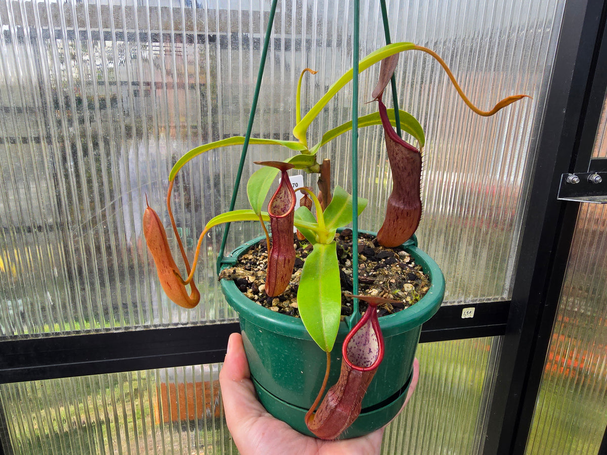 Nepenthes sanguinea - Intermediate Tropical Pitcher Plant