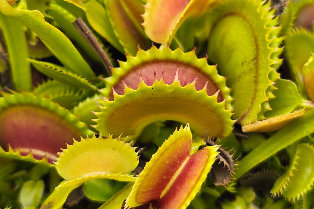 Dionaea muscipula 'Dracula' - Venus Fly Trap