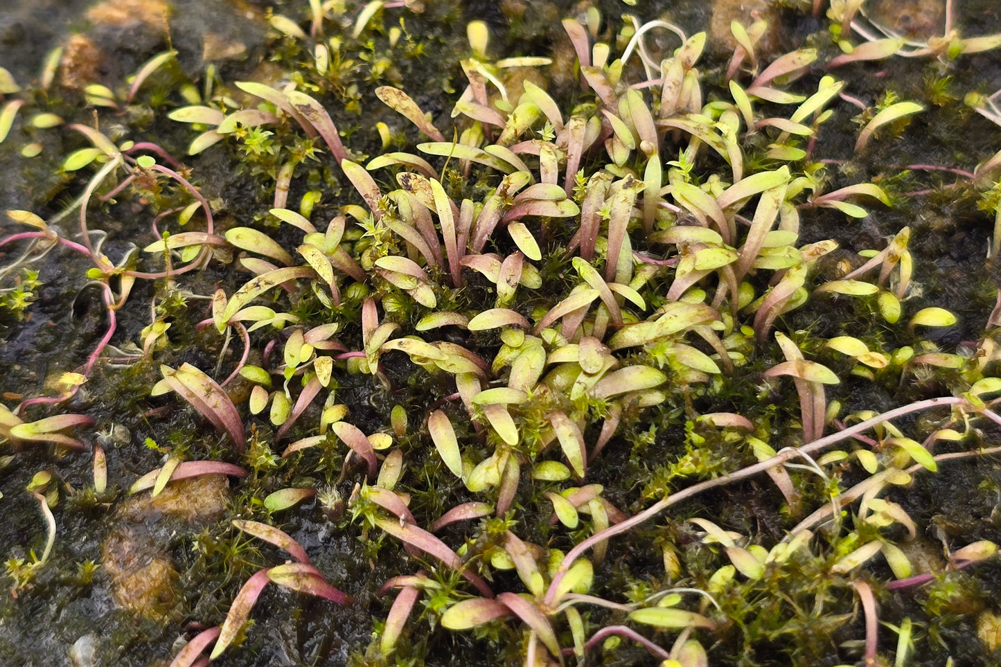 Utricularia dichotoma - S.I. West Coast Form (Harewood, Christchurch, NZ) - Terrestrial Fairy Aprons Bladderwort