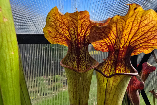 Sarracenia 'Deep Throat' x 'Adrian Slack' - American Pitcher Plant
