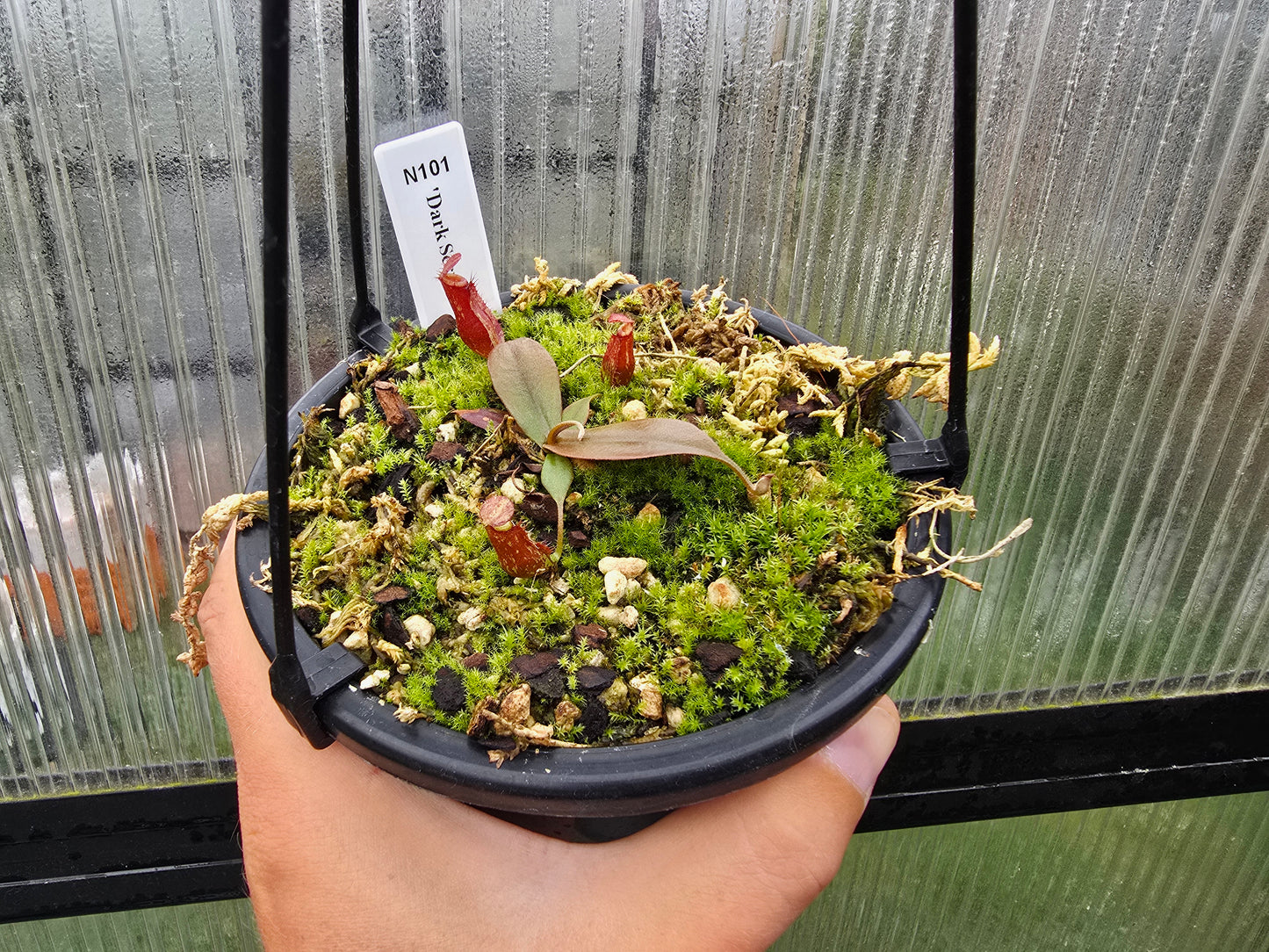 Nepenthes 'Dark Secret' - BE-4656 - Lowland Tropical Pitcher Plant
