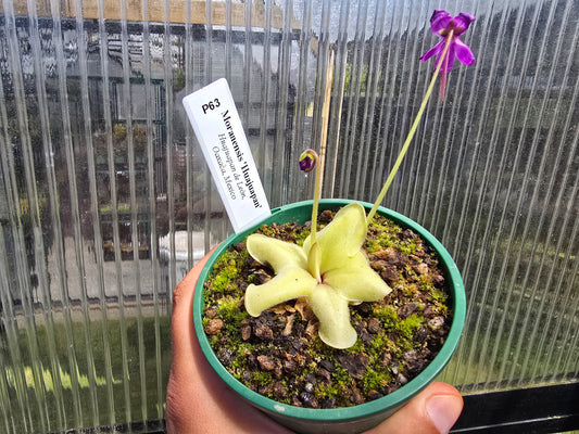 Pinguicula moranensis 'Huahuapan' - Mexican Butterwort