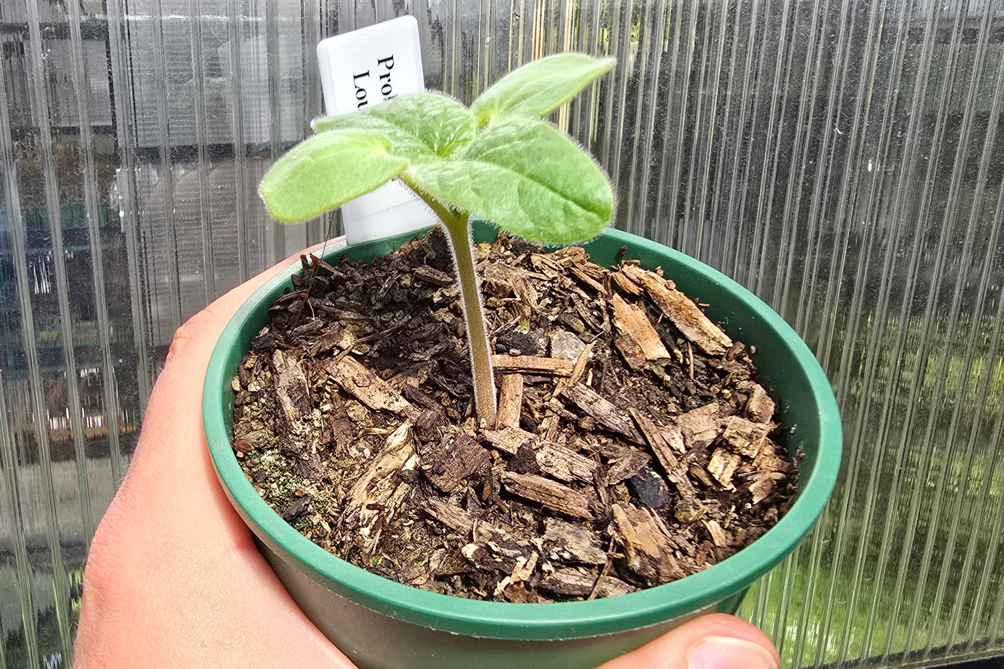 Proboscidea Louisianica - Devil's Claw