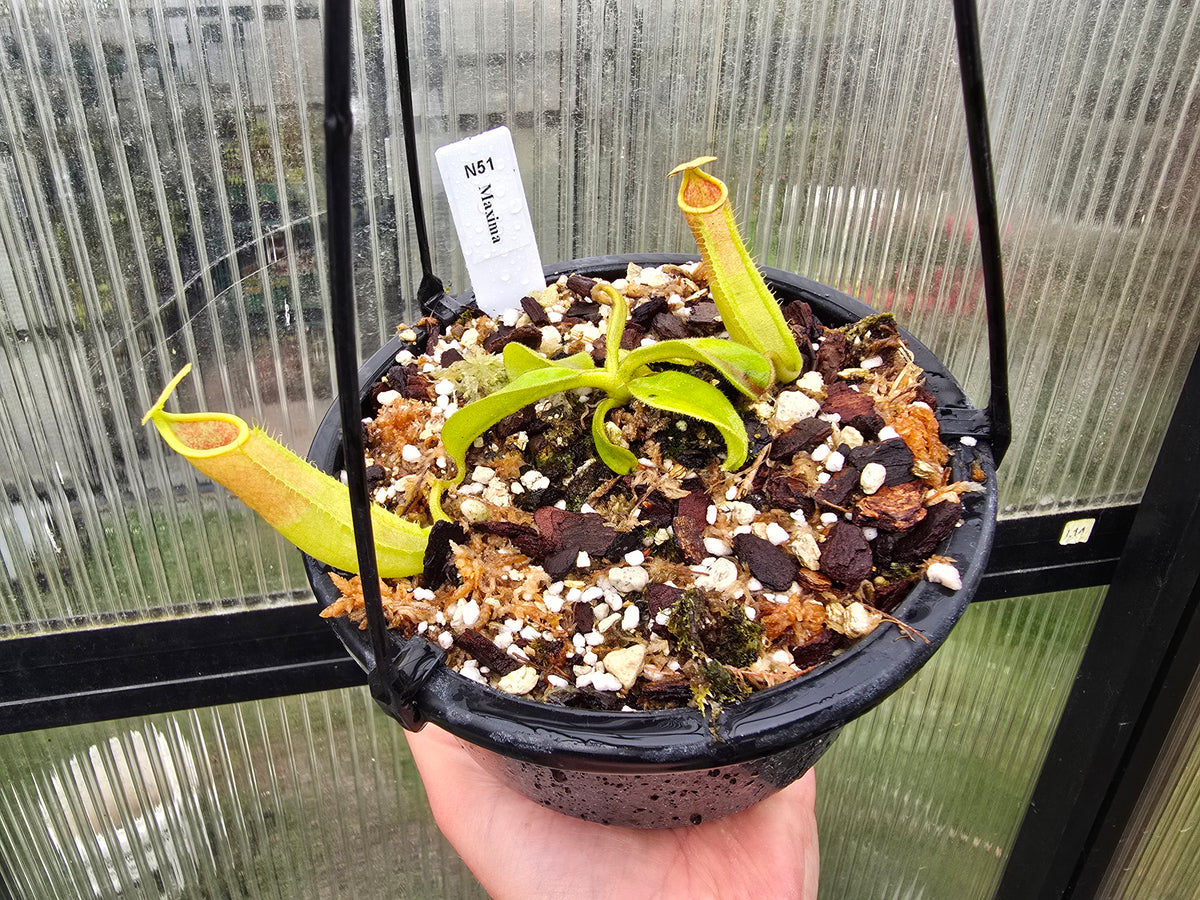 Nepenthes maxima - Intermediate Tropical Pitcher Plant