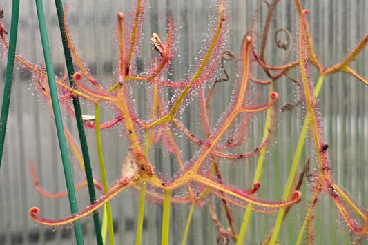 Drosera binata var. multifida - Giant Forked Sundew