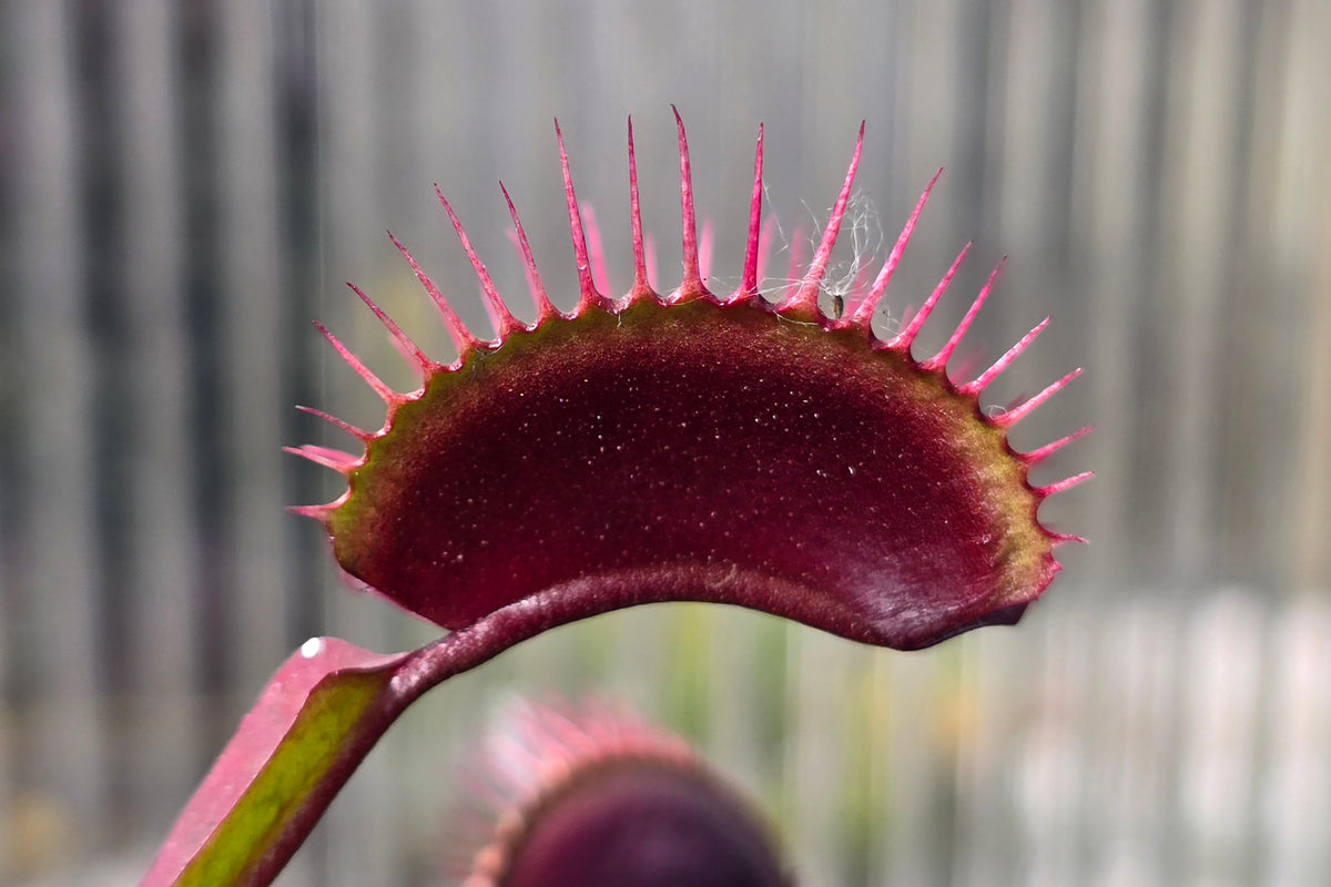 Dionaea muscipula 'Akai Ryu' "Red Dragon" - Venus Fly Trap
