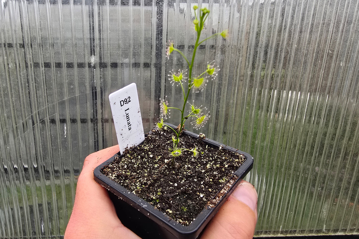 Drosera lunata - Tuberous Sundew