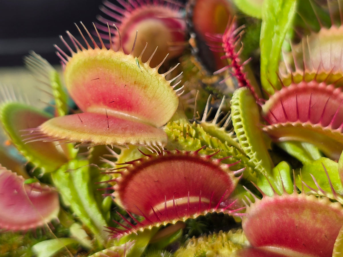 Dionaea muscipula 'Schuppenstiel I' - Venus Fly Trap