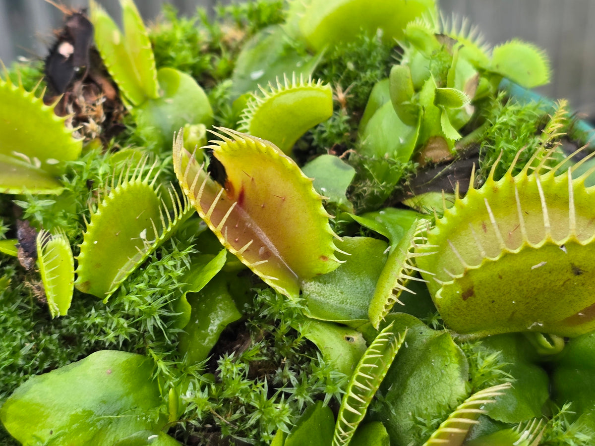 Dionaea muscipula 'Patches' - Venus Fly Trap