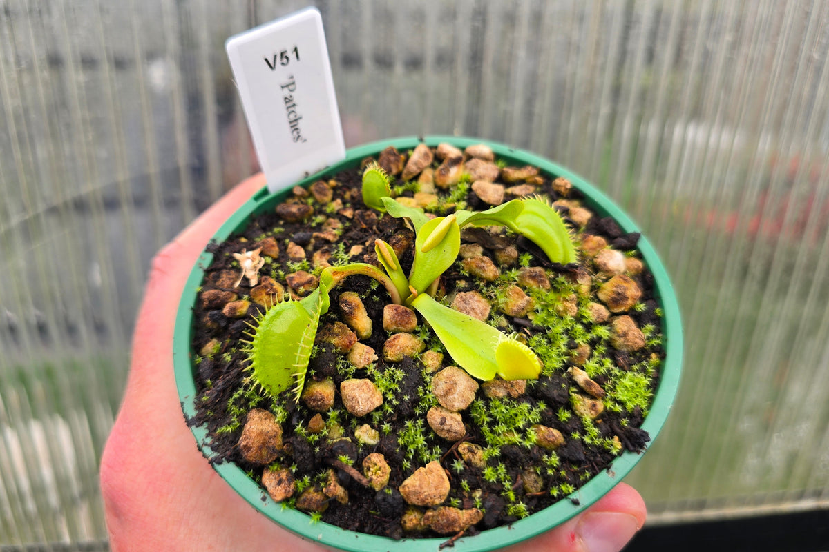Dionaea muscipula 'Patches' - Venus Fly Trap