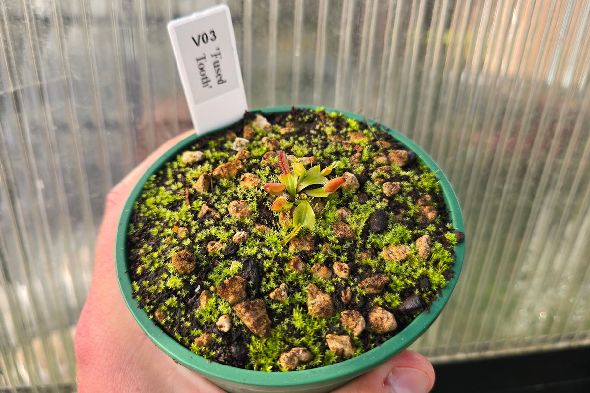 Dionaea muscipula 'Fused Tooth' - Venus Fly Trap