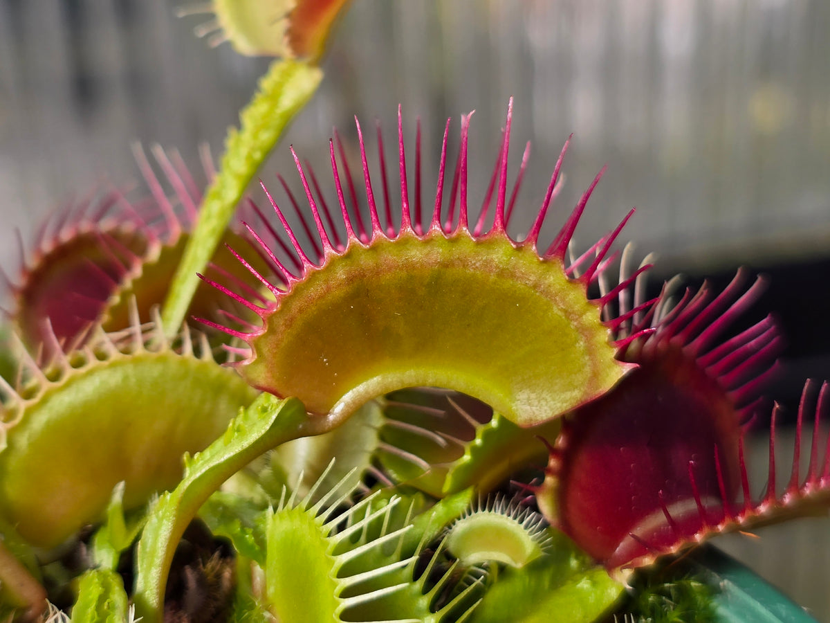 Dionaea muscipula 'Schuppenstiel I' - Venus Fly Trap
