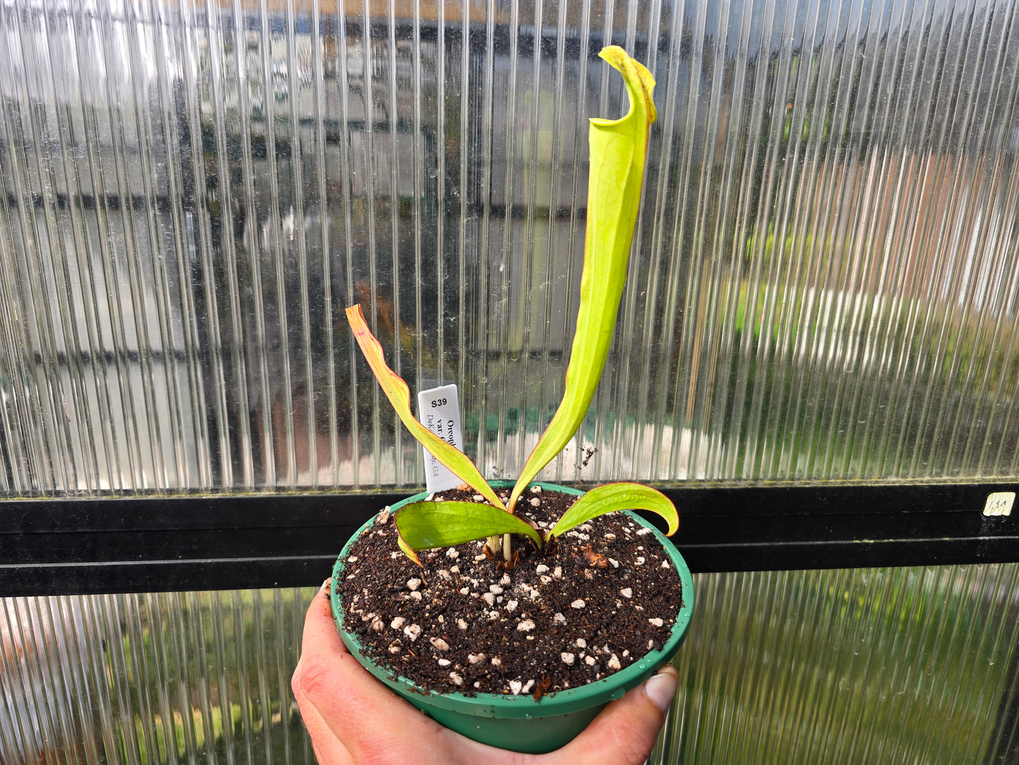 Sarracenia oreophila var. ornata (DeKalb County, Georgia, USA) - Green Pitcher Plant
