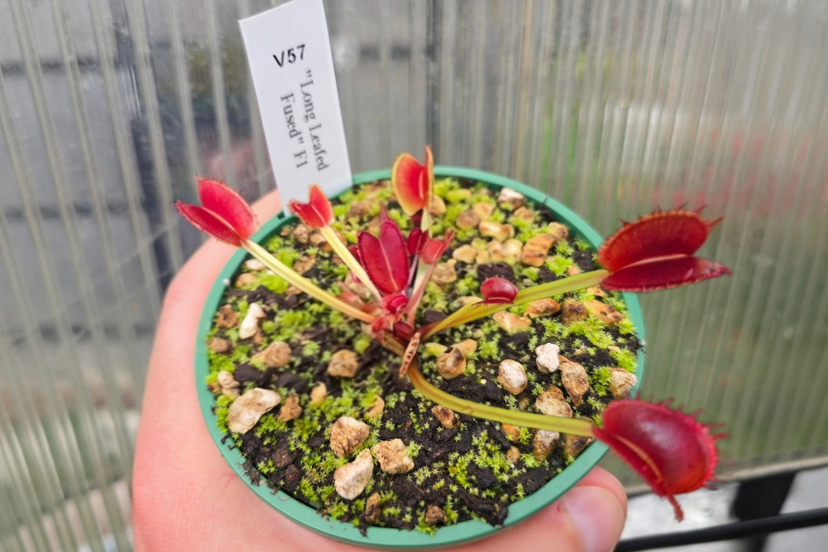 Dionaea muscipula "Long Leafed Fused" F1 - Venus Fly Trap