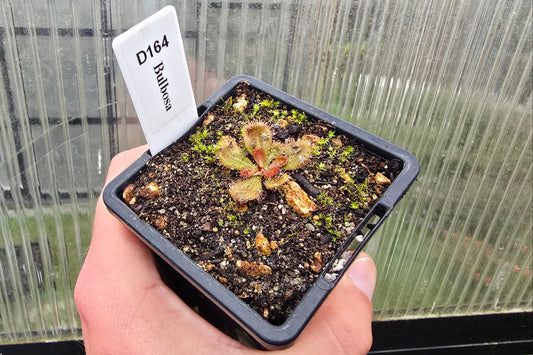 Drosera bulbosa - Tuberous Sundew