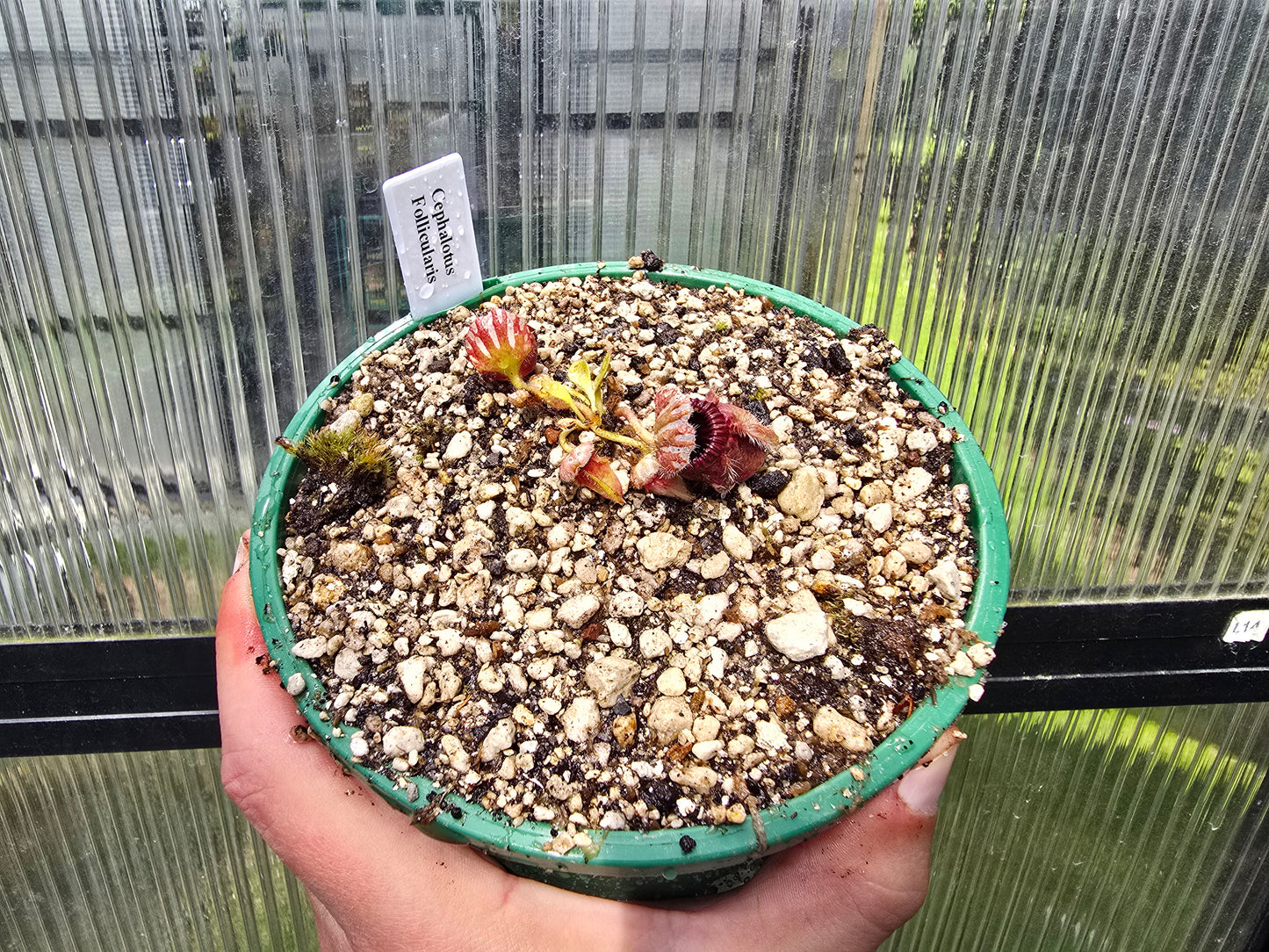 Cephalotus follicularis - Australian Pitcher Plant