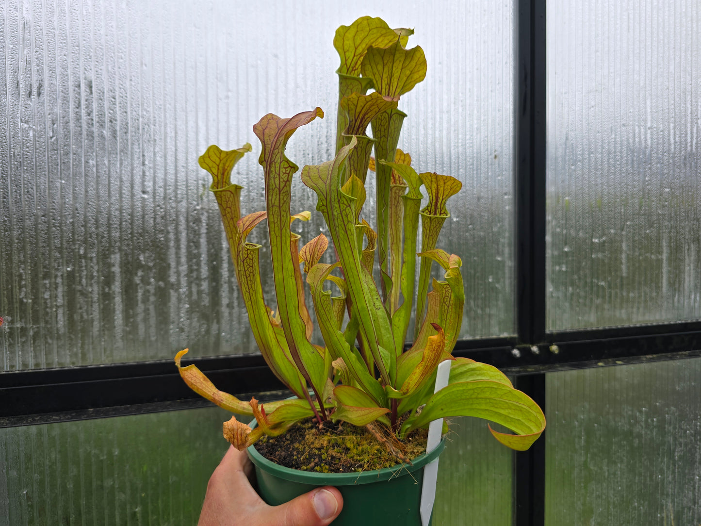 Sarracenia oreophila var. ornata (DeKalb County, Georgia, USA) - Green Pitcher Plant