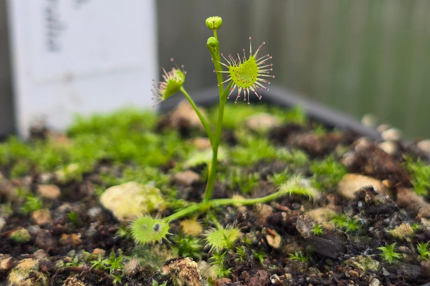Drosera peltata (Tianjara, Shoalhaven, New South Wales, Australia) - Tuberous Sundew