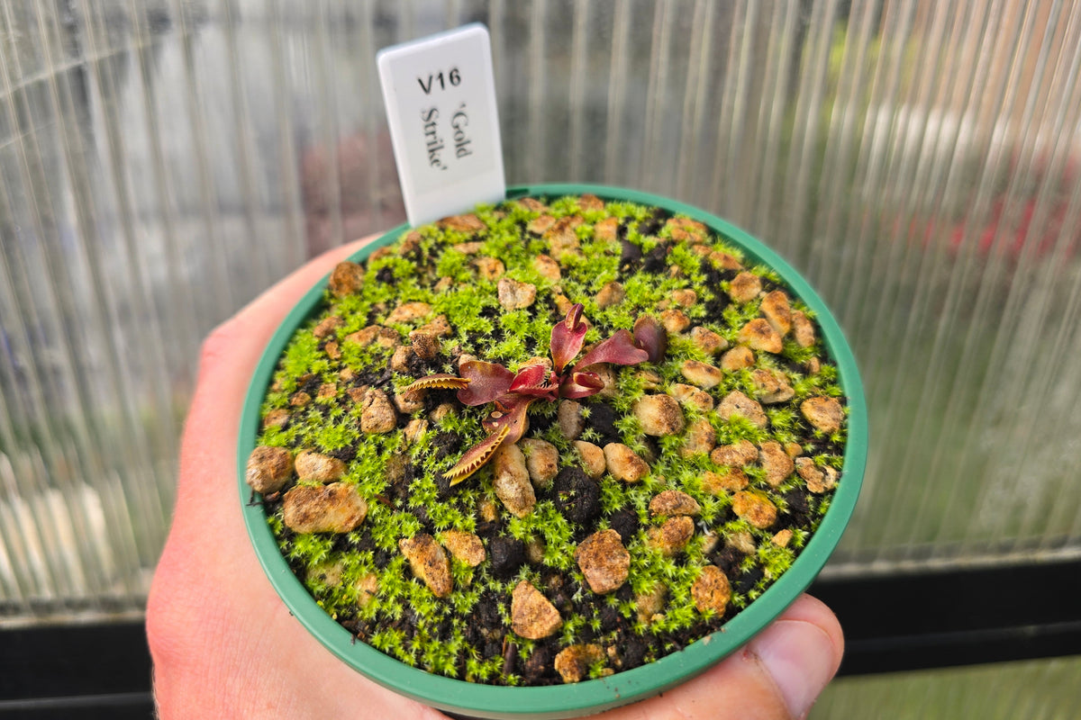 Dionaea muscipula 'Gold Strike' - Venus Fly Trap