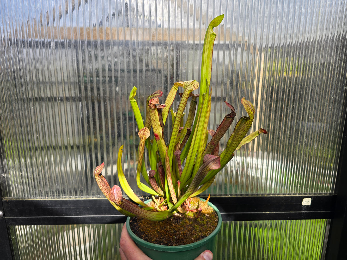 SEED - Sarracenia rubra ssp. rubra (Brunswick, Glynn County, Georgia, USA) - Sweet Pitcher Plant - 10+ Per Packet