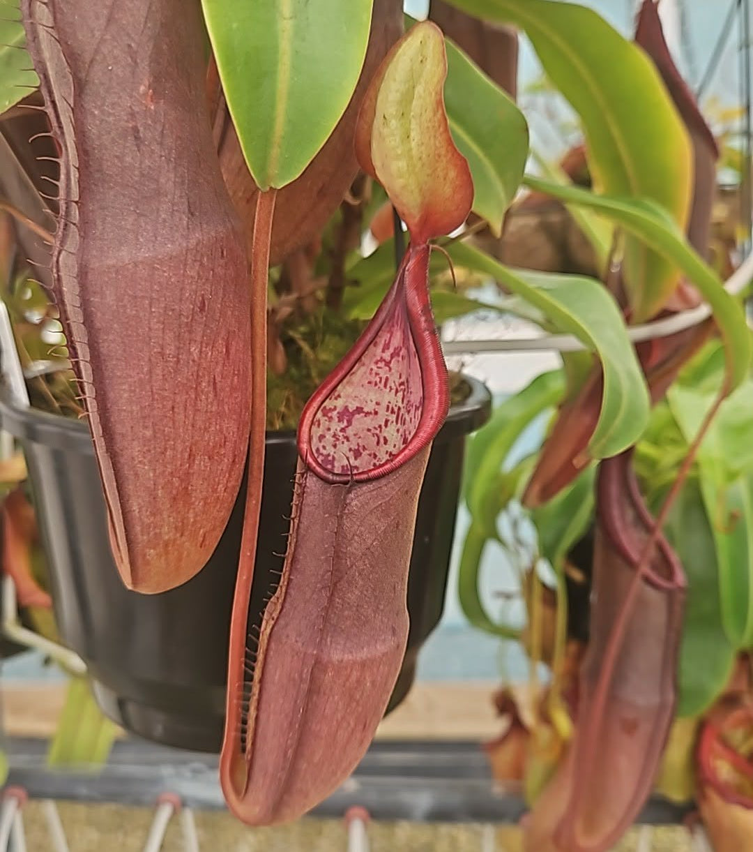 Nepenthes sanguinea - Intermediate Tropical Pitcher Plant