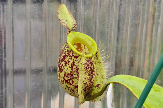 Nepenthes ampullaria 'Red Speckled Form' - Lowland Tropical Pitcher Plant