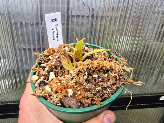 Nepenthes burbidgeae x fusca  - Intermediate Tropical Pitcher Plant