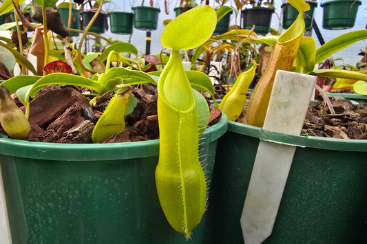 Nepenthes sanguinea (Genting Highlands, Malaysia) - Intermediate Tropical Pitcher Plant