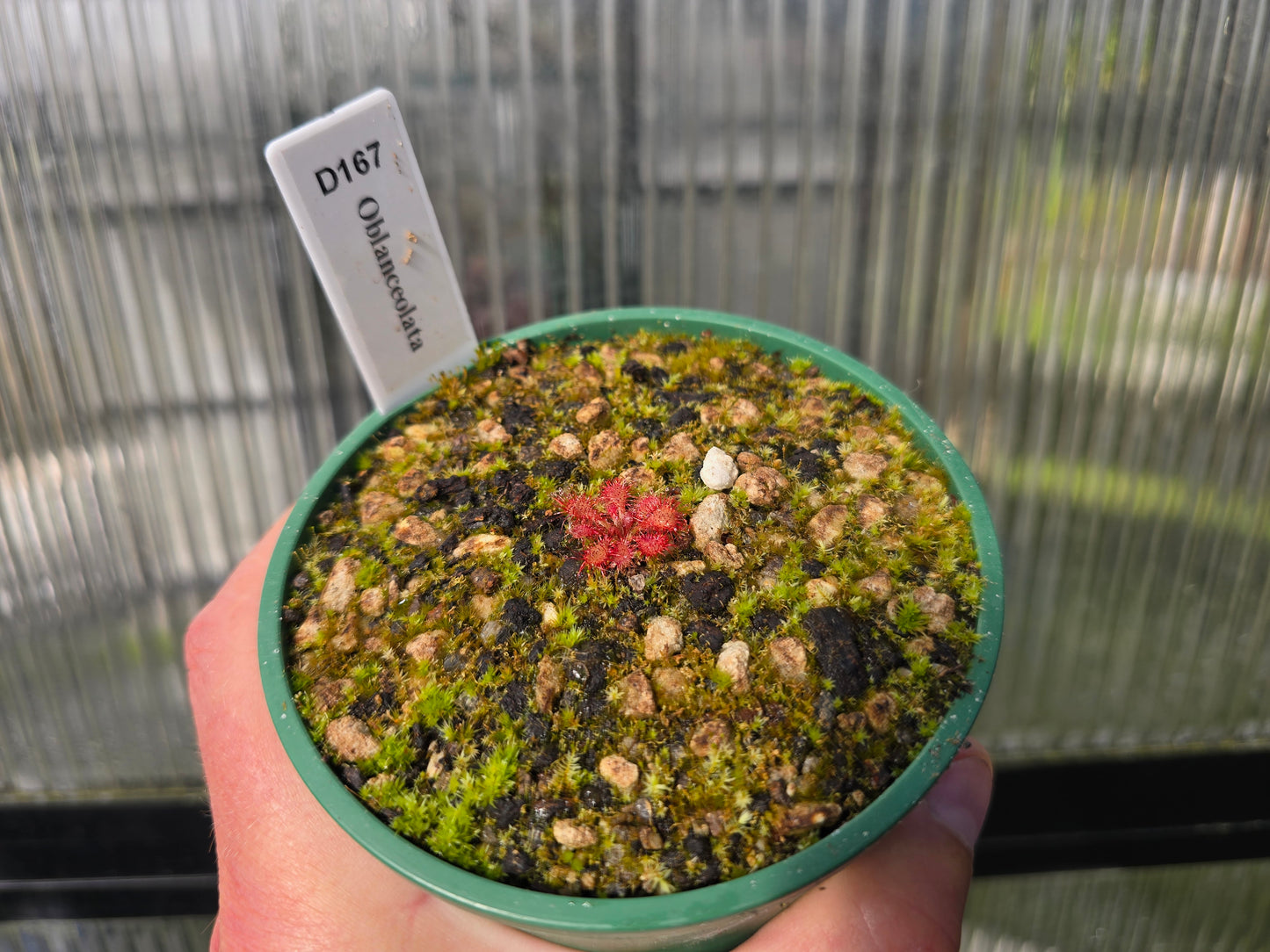 Drosera oblanceolata - Temperate Sundew
