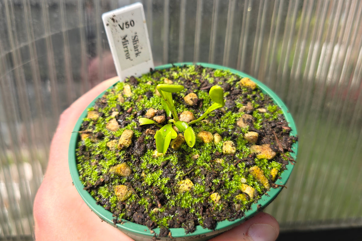Dionaea muscipula 'Shark Mirror' - Venus Fly Trap